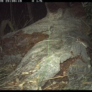 Perameles nasuta at Shannondale, NSW by PEdwards