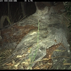 Perameles nasuta at Shannondale, NSW - 9 Nov 2024 by PEdwards