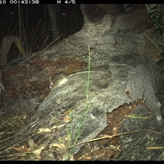 Rattus fuscipes at Shannondale, NSW - 10 Nov 2024 12:43 AM