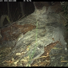 Rattus fuscipes at Shannondale, NSW - 10 Nov 2024 12:43 AM