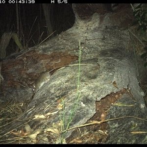 Rattus fuscipes at Shannondale, NSW - 10 Nov 2024 12:43 AM