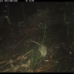 Perameles nasuta at Shannondale, NSW - 12 Nov 2024 by PEdwards