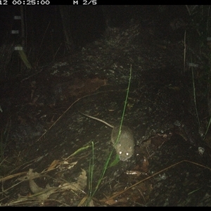 Perameles nasuta at Shannondale, NSW by PEdwards