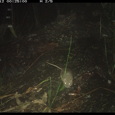 Perameles nasuta at Shannondale, NSW - 12 Nov 2024 by PEdwards