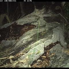 Antechinus flavipes at Shannondale, NSW - 12 Nov 2024 by PEdwards