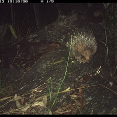 Tachyglossus aculeatus (Short-beaked Echidna) at Shannondale, NSW - 13 Nov 2024 by PEdwards