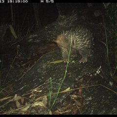 Tachyglossus aculeatus at Shannondale, NSW - 13 Nov 2024 07:19 PM