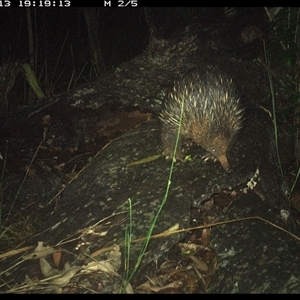 Tachyglossus aculeatus at Shannondale, NSW - 13 Nov 2024 07:19 PM