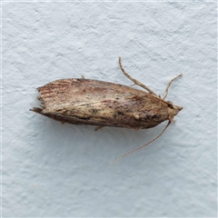 Galleria mellonella (Greater Wax Moth) at Harrison, ACT - 1 Feb 2025 by DPRees125