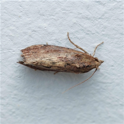 Galleria mellonella (Greater Wax Moth) at Harrison, ACT - 1 Feb 2025 by DPRees125