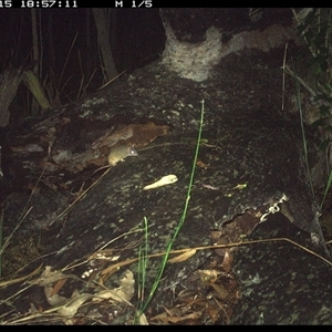 Antechinus flavipes at Shannondale, NSW - 15 Nov 2024 06:57 PM