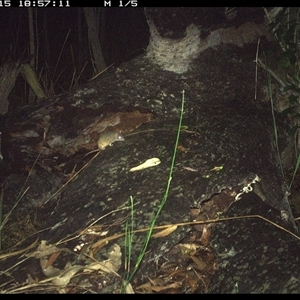 Antechinus flavipes at Shannondale, NSW by PEdwards