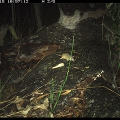 Antechinus flavipes at Shannondale, NSW - 15 Nov 2024 06:57 PM