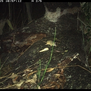 Antechinus flavipes at Shannondale, NSW - 15 Nov 2024 06:57 PM