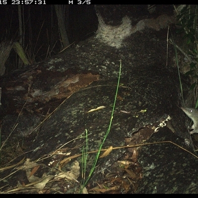 Perameles nasuta at Shannondale, NSW - 15 Nov 2024 by PEdwards