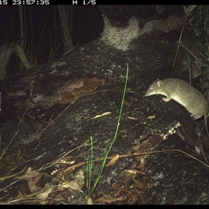 Isoodon macrourus at Shannondale, NSW - 15 Nov 2024 11:57 PM