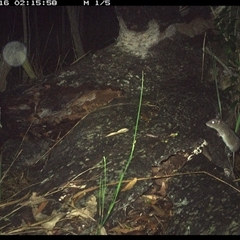 Rattus fuscipes at Shannondale, NSW - 16 Nov 2024 by PEdwards