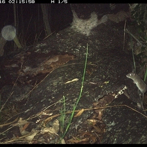 Perameles nasuta at Shannondale, NSW by PEdwards