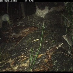 Rattus fuscipes at Shannondale, NSW - 16 Nov 2024 02:16 AM