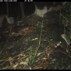 Rattus fuscipes at Shannondale, NSW - 16 Nov 2024 02:16 AM