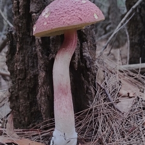 Boletellus obscurecoccineus (Rhubarb Bolete) at Bodalla, NSW - 30 Jan 2025 by Teresa