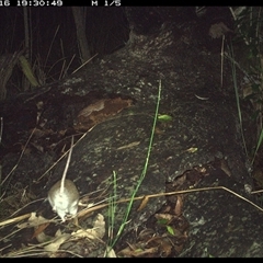 Unidentified Small Marsupial at Shannondale, NSW - 18 Nov 2024 by PEdwards