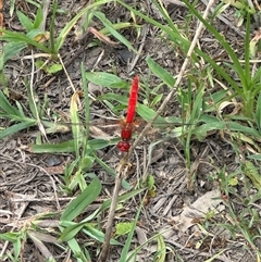 Diplacodes haematodes (Scarlet Percher) at Brownlow Hill, NSW - 2 Feb 2025 by MaxDownes