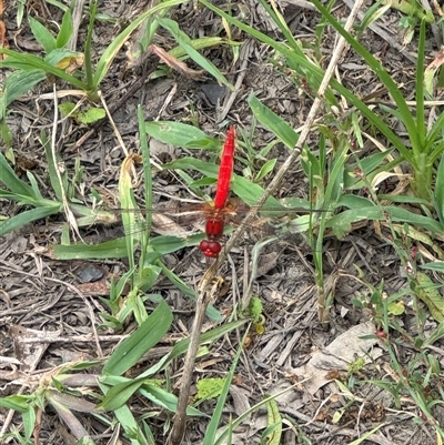 Diplacodes haematodes (Scarlet Percher) at Brownlow Hill, NSW - 2 Feb 2025 by MaxDownes