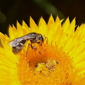 Lasioglossum (Chilalictus) sp. (genus & subgenus) (Halictid bee) at Chapman, ACT - 2 Feb 2025 by CraigW