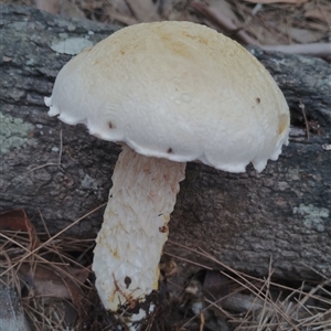 Austroboletus 'reticulate/lacunose stem' at Bodalla, NSW - 30 Jan 2025 by Teresa