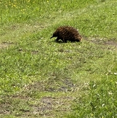 Tachyglossus aculeatus at Kangaroo Valley, NSW - 1 Feb 2025 by lbradley