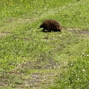 Tachyglossus aculeatus at Kangaroo Valley, NSW by lbradley