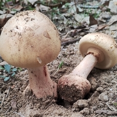 Amanita sp. (Amanita sp.) at Bodalla, NSW - 30 Jan 2025 by Teresa