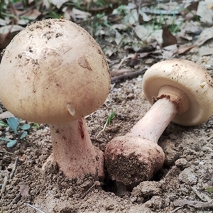 Amanita sp. at Bodalla, NSW - 30 Jan 2025 10:10 AM