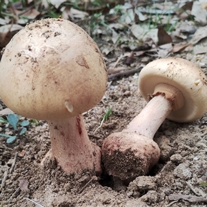 Unidentified Cap on a stem; gills below cap [mushrooms or mushroom-like] at Bodalla, NSW by Teresa