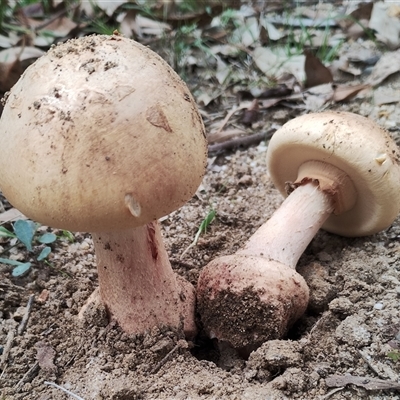 Amanita sp. (Amanita sp.) at Bodalla, NSW - 30 Jan 2025 by Teresa