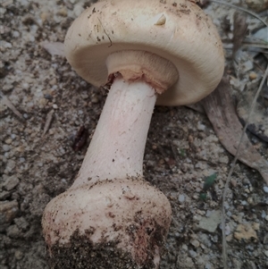Amanita sp. at Bodalla, NSW - 30 Jan 2025 10:10 AM