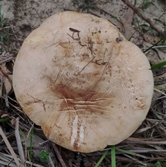 Amanita sp. at Bodalla, NSW - 30 Jan 2025 10:10 AM