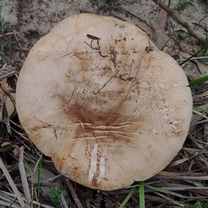Amanita sp. at Bodalla, NSW - 30 Jan 2025 10:10 AM