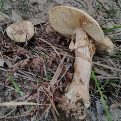 Amanita sp. at Bodalla, NSW - 30 Jan 2025 10:10 AM