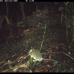 Perameles nasuta at Shannondale, NSW - 20 Nov 2024 by PEdwards