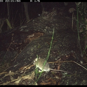 Perameles nasuta at Shannondale, NSW by PEdwards