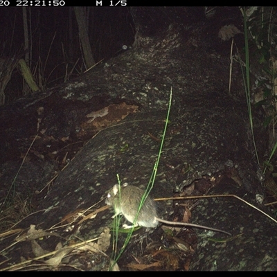 Rattus fuscipes at Shannondale, NSW - 20 Nov 2024 by PEdwards