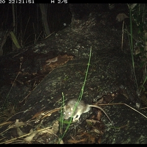 Rattus fuscipes at Shannondale, NSW - 20 Nov 2024 10:21 PM