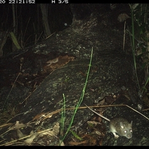 Rattus fuscipes at Shannondale, NSW - 20 Nov 2024 10:21 PM