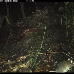 Rattus fuscipes at Shannondale, NSW - 20 Nov 2024 10:21 PM
