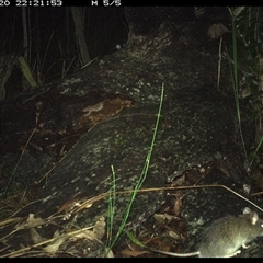Rattus fuscipes at Shannondale, NSW - 20 Nov 2024 10:21 PM