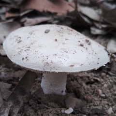 Amanita sp. (Amanita sp.) at Bodalla, NSW - 30 Jan 2025 by Teresa