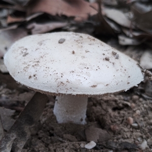 Amanita sp. at Bodalla, NSW - 30 Jan 2025 10:39 AM