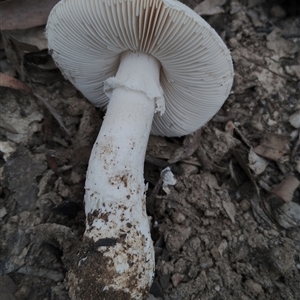 Amanita sp. at Bodalla, NSW - 30 Jan 2025 10:39 AM